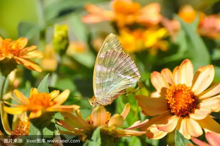 银蝶,花上银洗贝母蝶