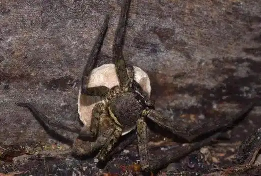 世界上最大的十大巨型蜘蛛最长可达30厘米3