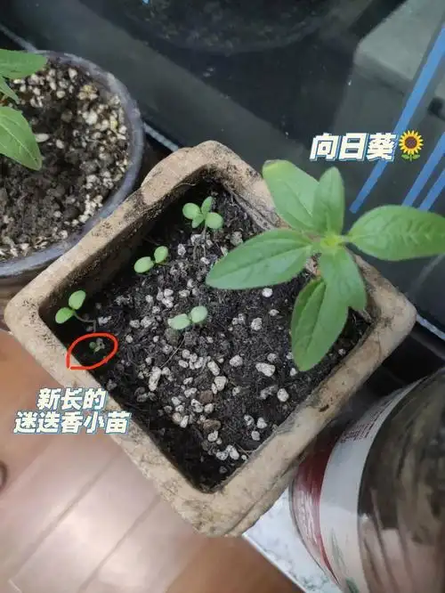 20多粒迷迭香 种子,24天,长了5个小苗长得大的叶子比较多的是矮向日葵