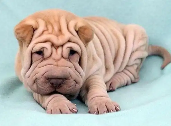 宠物狗狗皮短毛大型犬沙皮狗活体幼犬纯种出售狗狗