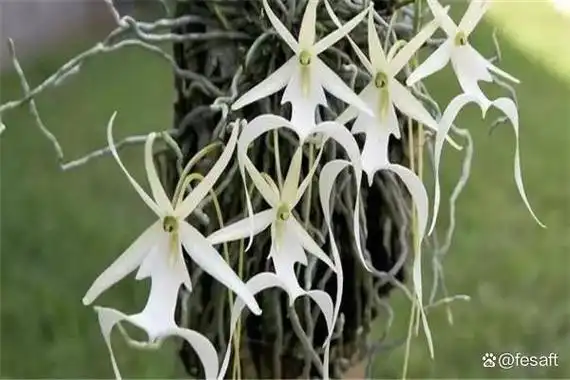 鬼兰花又名"幽灵兰花",是一种非常珍贵的野生植物,在大自然中是非常