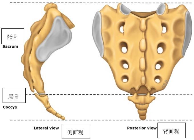 恼人的"尾骨痛"_关节炎_疾病介绍_相关疾病 - 好大夫在线