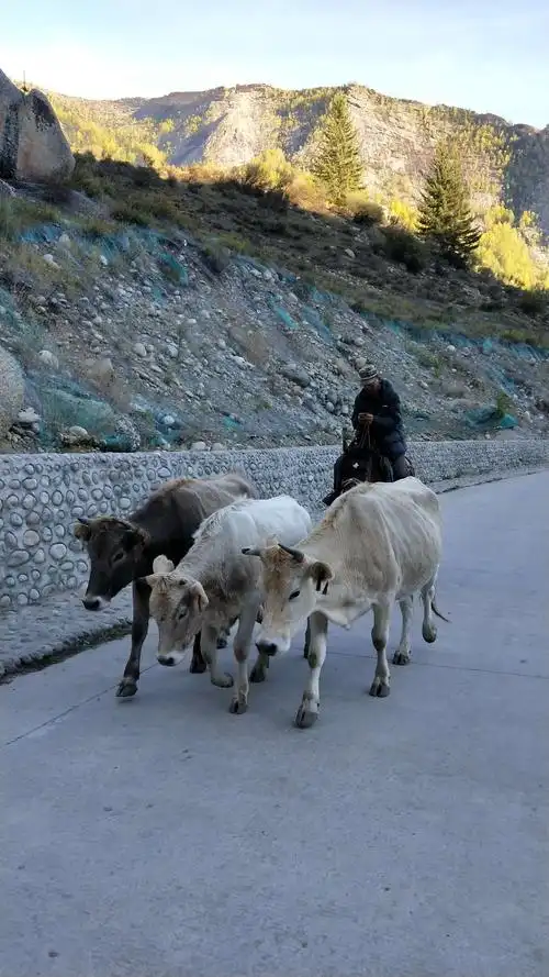 赶牛的人在看手机