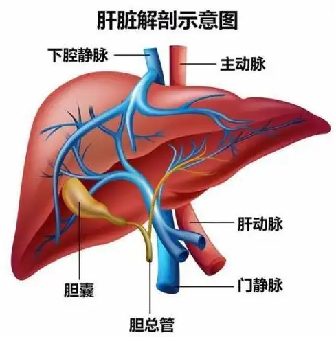 云南白药三七花茎叶饮治疗乙型肝炎多久能见效伦娜综合门户网