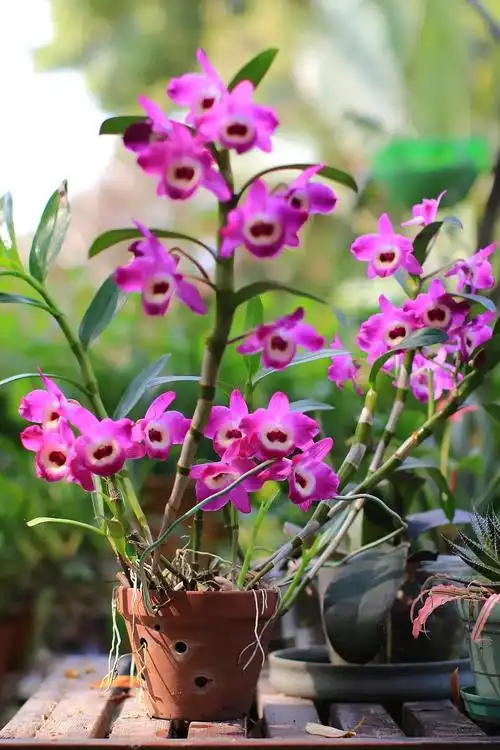 院子里的石斛兰盛放了