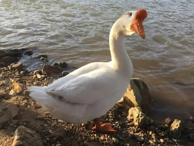 瞅你咋地大白鹅