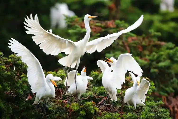 高贵大气的白鹭
