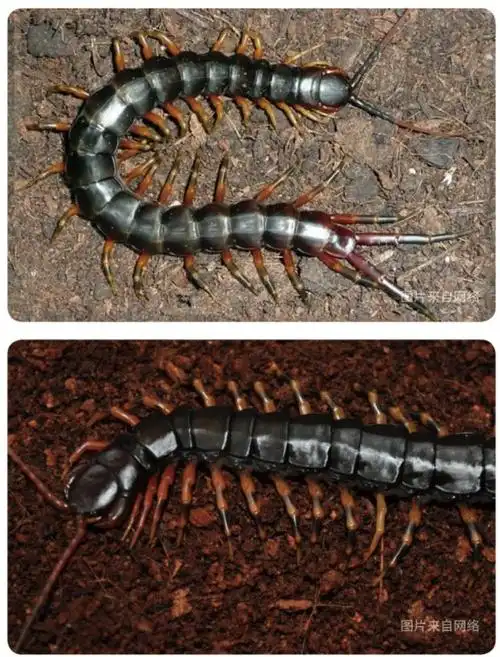 物种小谈┃间脚蜈蚣