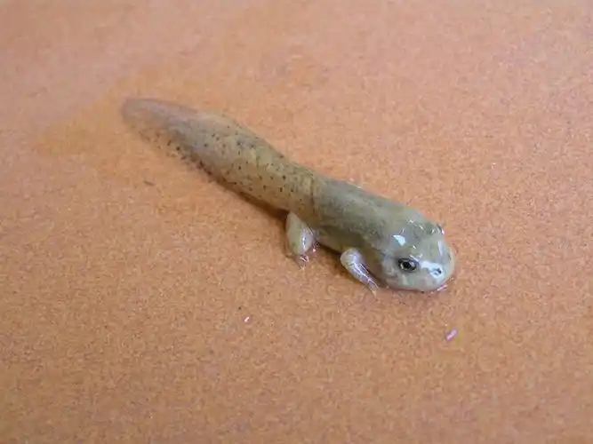 蝌蚪, 青蛙, 两栖