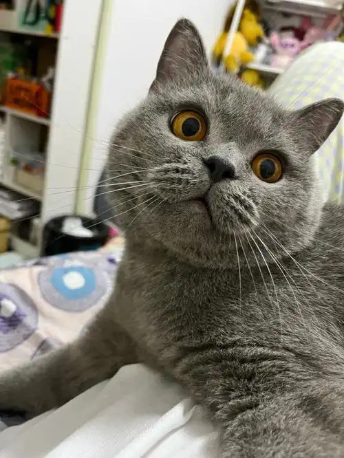 看蓝猫的第一眼面相