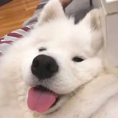 可爱小狗头像萌宠适合女生用的狗狗头像