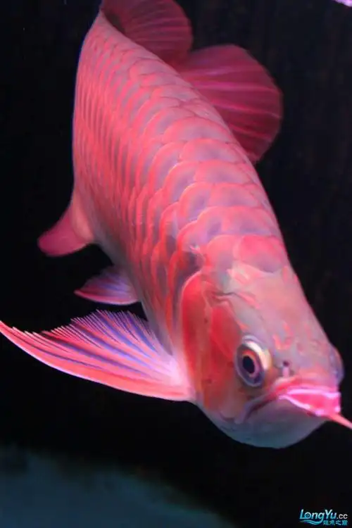 无意中看到一位鱼友发出来的,觉的不错