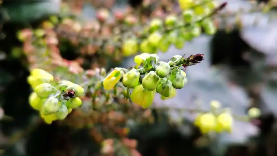 黄柏花(mate30pro)