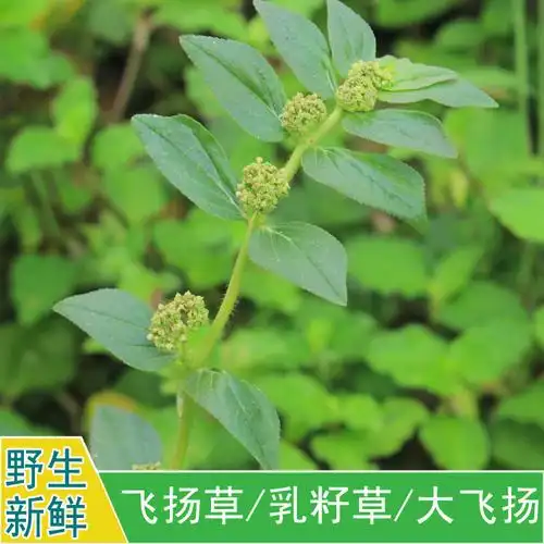 现采新鲜野外中草药材乳籽草飞相草大飞扬草大乳汁草节节花500g