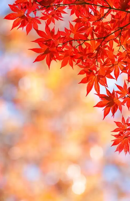 秋天,枫叶,模糊背景,红色树叶