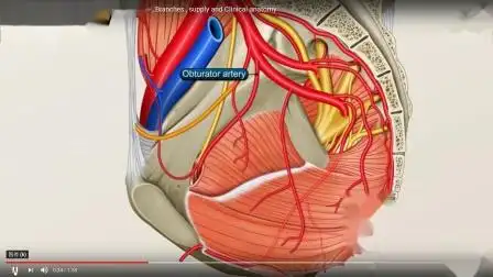 髂内闭孔动脉解剖 2019 the obturator artery animation - origin