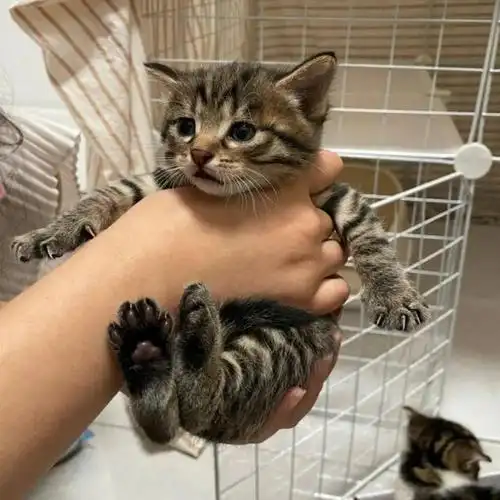 "美短猫"vs"狸花猫"哪个好?过来人告诉你,差别很大