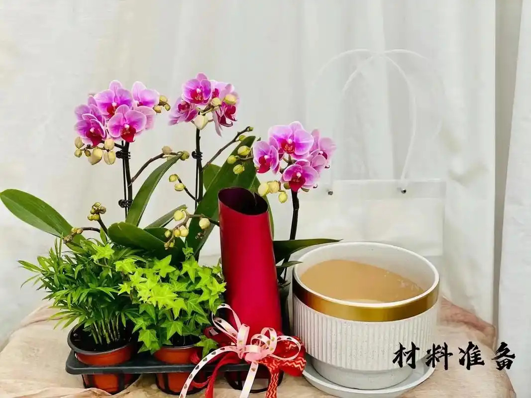 蝴蝶兰组合步骤,动动小手做起来#蝴蝶兰 - 抖音