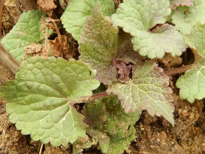 河南五香叶苗包邮拌面条藿香叶苗炖鱼鱼香叶四川绿植
