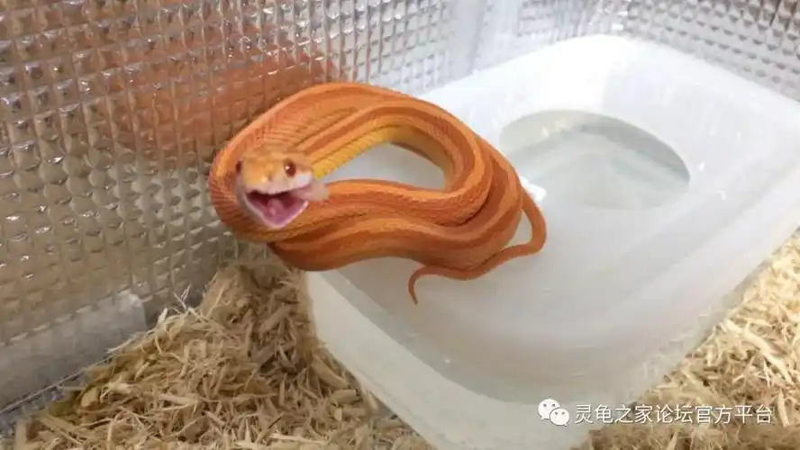 玉米蛇是最适合新手的入门宠物蛇哦
