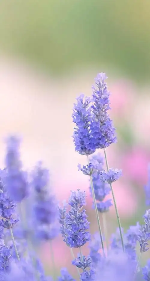 薰衣草iphone6壁纸