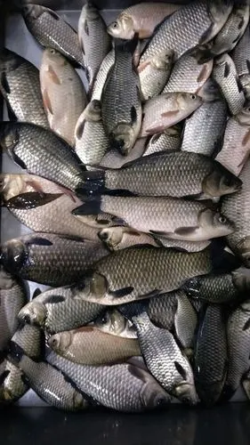 三天的鱼获 红虫饵料钓鲫鱼