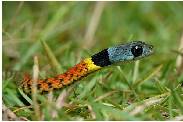 红蛇是什么蛇-红蛇是什么蛇,红蛇,是,什么,蛇