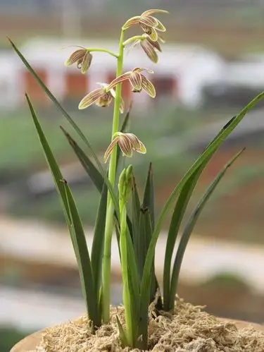 m92f金属版秃鹰汽枪中握灭火吹终极教程