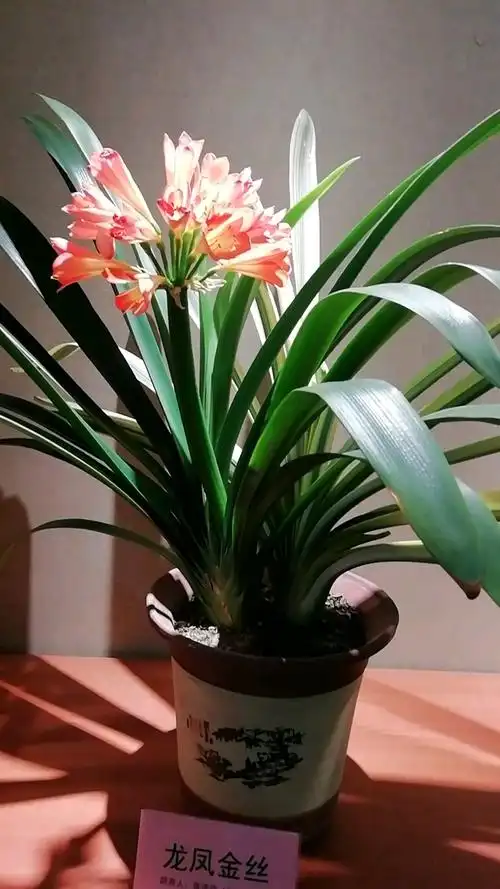 请您欣赏君子兰