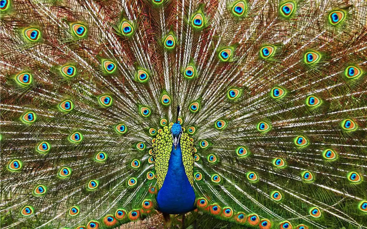 孔雀开屏唯美高清摄影图片桌面壁纸