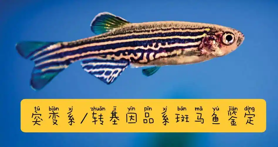 实验札记04突变系转基因品系斑马鱼鉴定