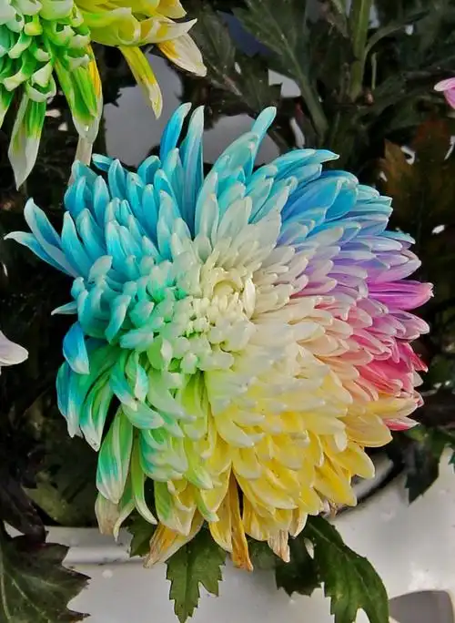 花开有时 菊有佳色