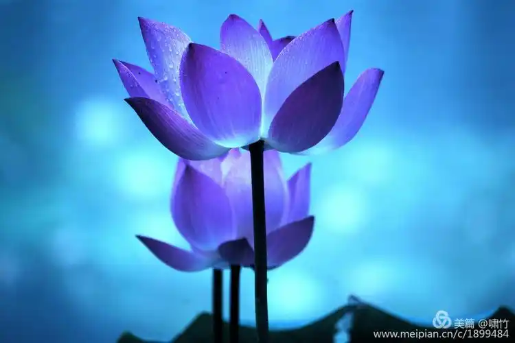 梦幻蓝调荷花