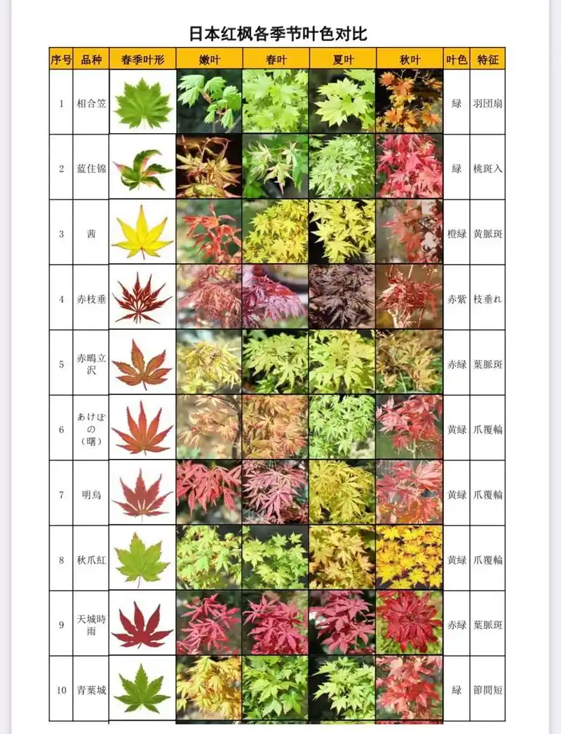 枫树300多个品种,高清图,记得收藏哟.枫树300多个品种, - 抖音