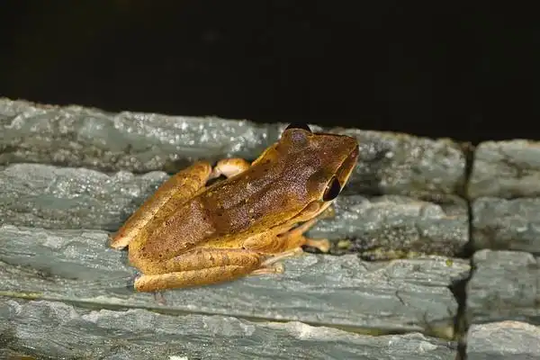 妖娆奇特的大头树蛙