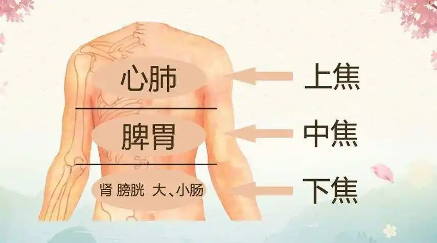 上中下焦的准确位置图「干货」 - 综合百科 - 绿润百科