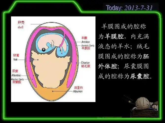 为羊膜腔,内充满 液态的羊水;绒毛 膜围成的腔称为胚 外体腔;尿囊膜围