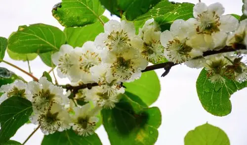 金艳之花,这是猕猴桃晚熟品种金艳盛花时的美颜.