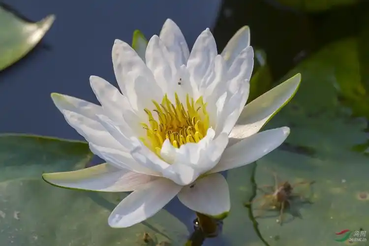 白睡莲
