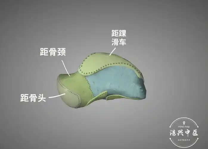 距骨滑车  是距骨体往上隆起的一大块区域,它嵌在腓骨远端和胫骨旨滗