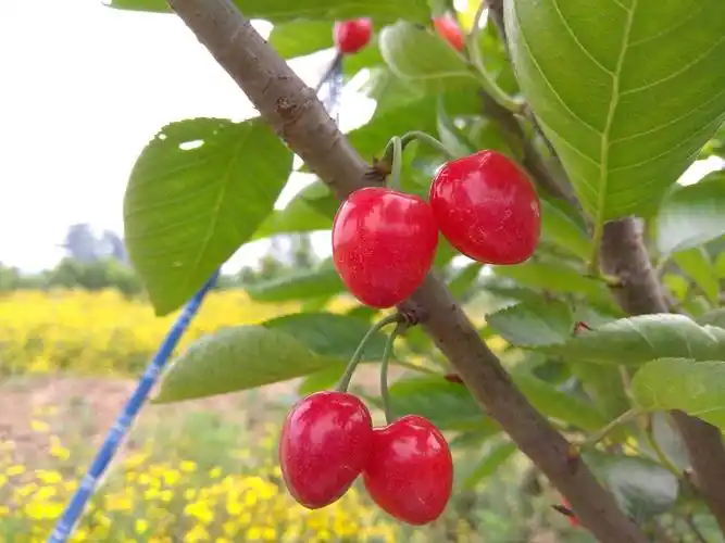 小樱桃 15-20mm 5g以下
