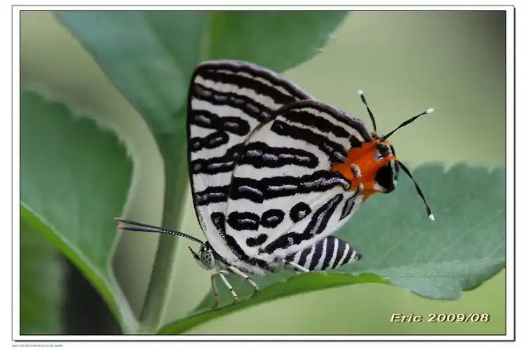 香港蝴蝶-豆粒银线灰蝶