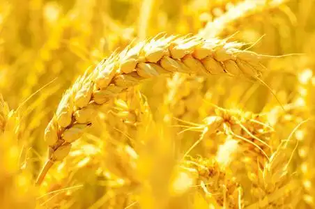 黄金麦穗图片
