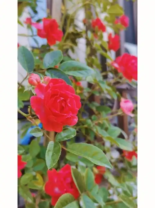 你喜欢什么颜色的蔷薇呢