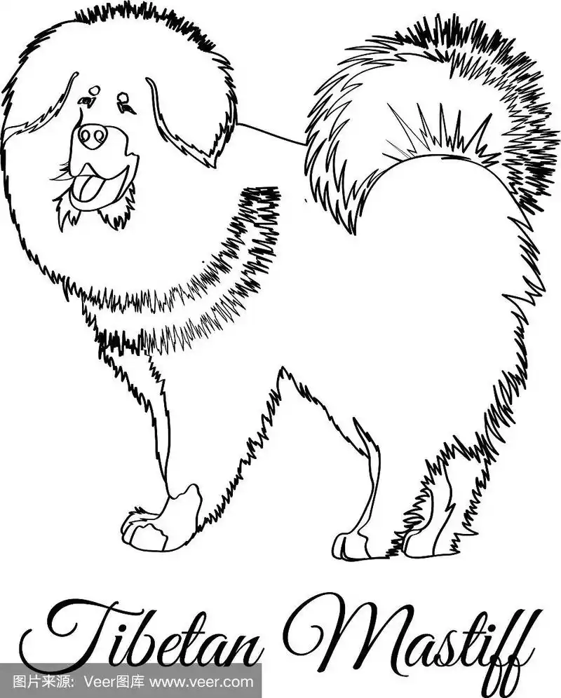 藏獒狗着色
