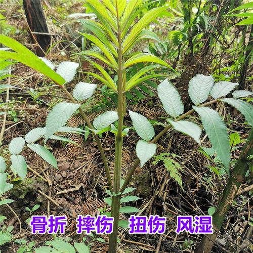野生接骨草接骨木接骨丹八棱麻绿植花苗时令新鲜好养易活药用植物