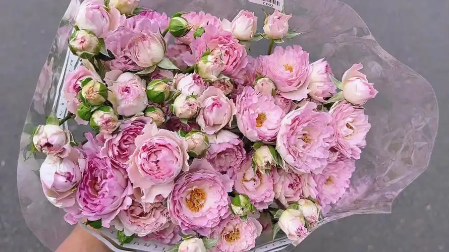 新品泡泡玫瑰合集快来看看你认识几款