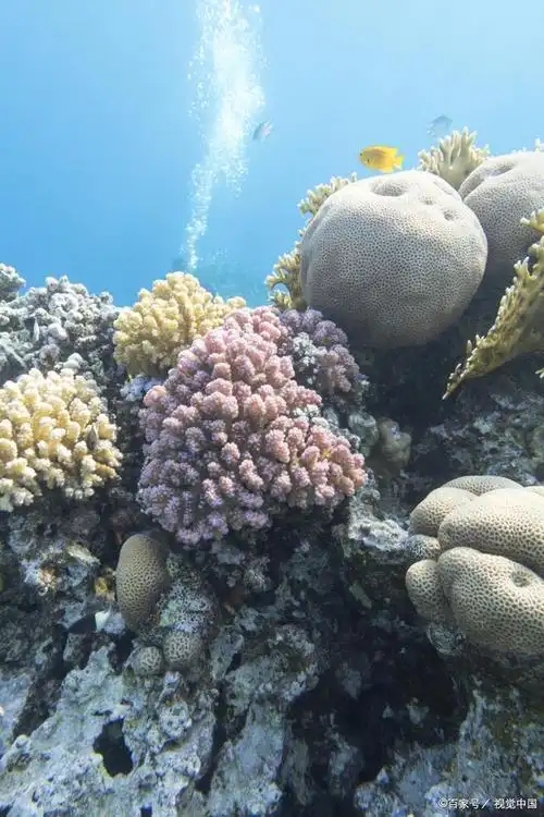 草珊瑚植物:海底美景的绝佳选择