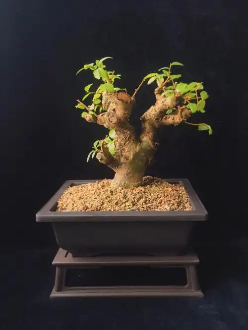 红芽小榔榆盆景