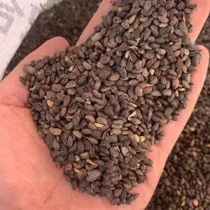 新采黄柏种子 黄檗种子 黄柏树苗种子元柏 川黄柏种子林木树种子